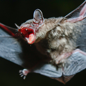 up close photo of a bat
