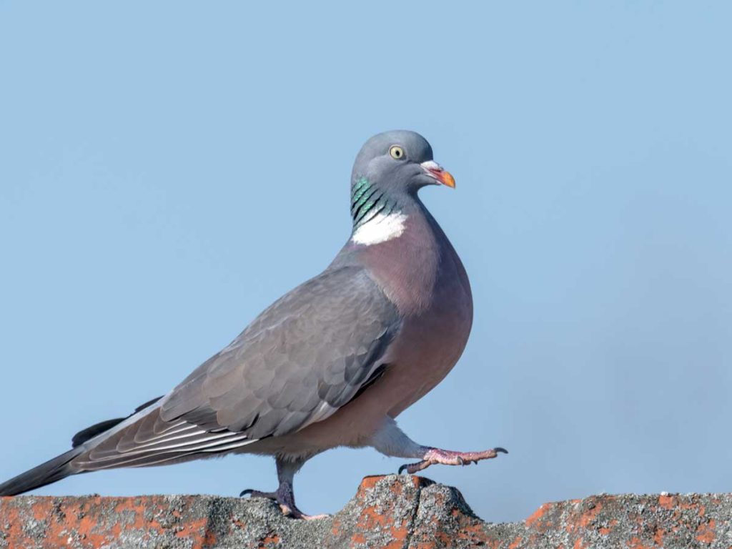 How to Deal with Nuisance Birds on Your Property