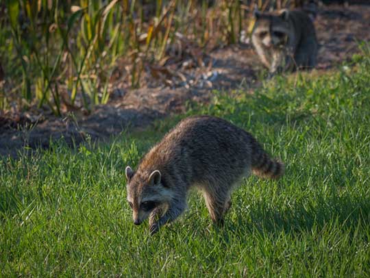 How to Raccoon-Proof Your Property for Long-Term Prevention