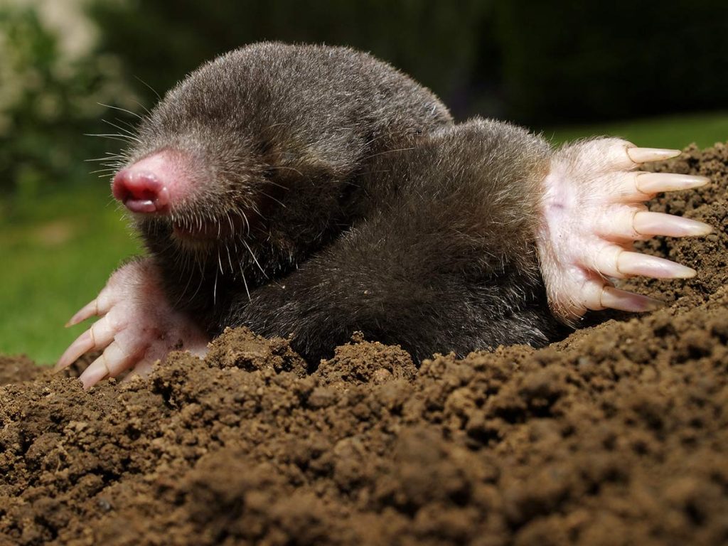 Mole Removal in The Villages