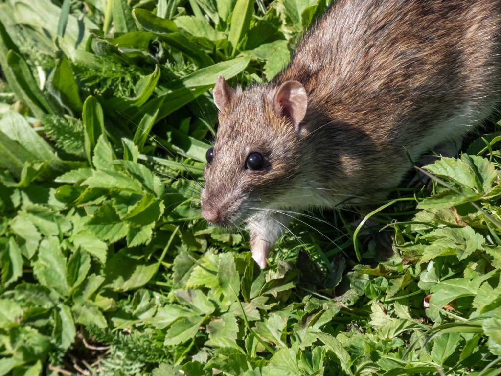 Natural Repellents for Deterring Rats