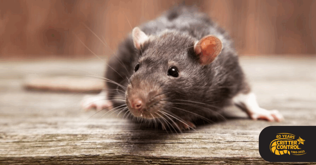Rat Removal in Lake County