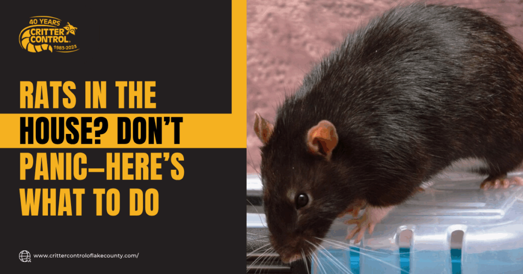 Rats Trapper Lake County