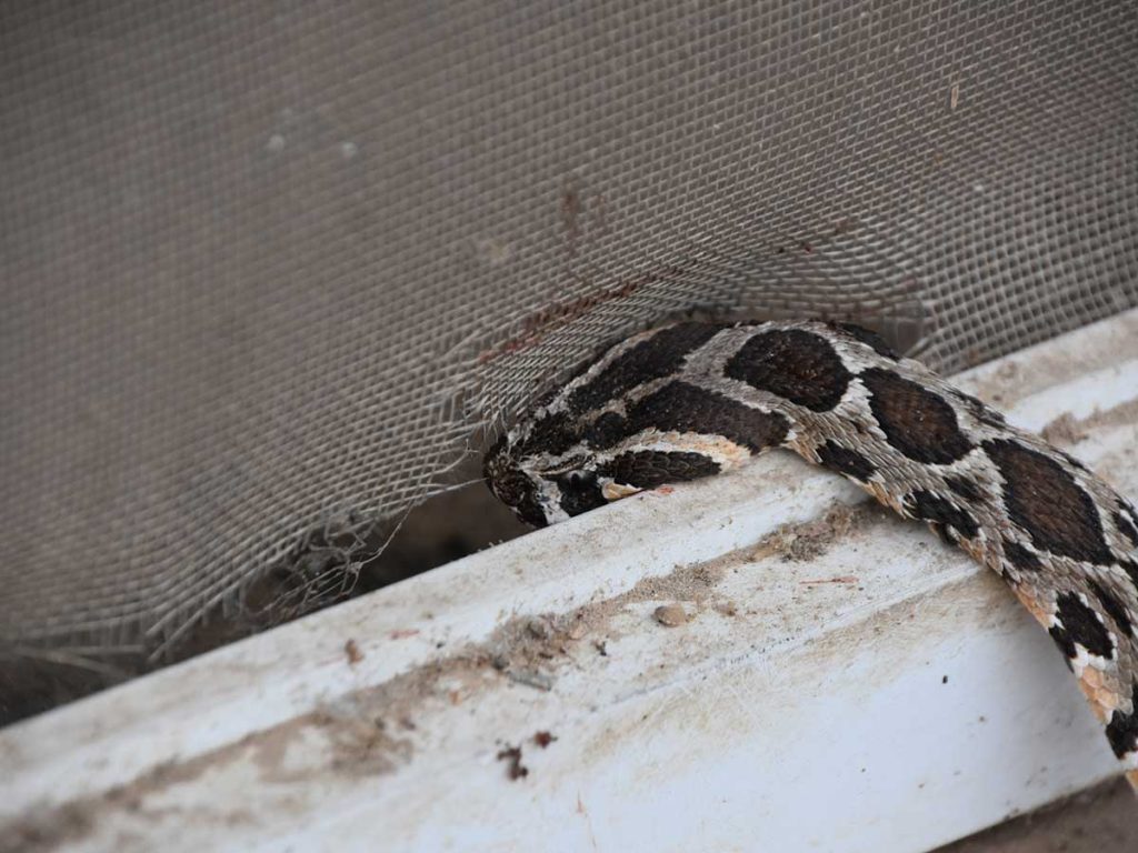 Understanding and Addressing the Nuisance of Snake Infestations