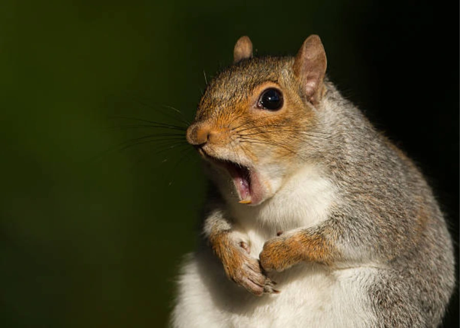 animal noises in walls squirrel
