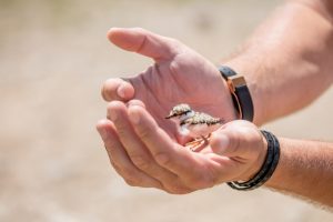Baby birds in the palm of hands