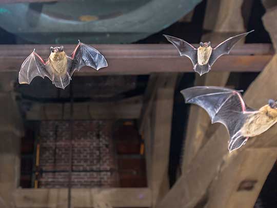 Can Exterminators Get Rid of Bats?