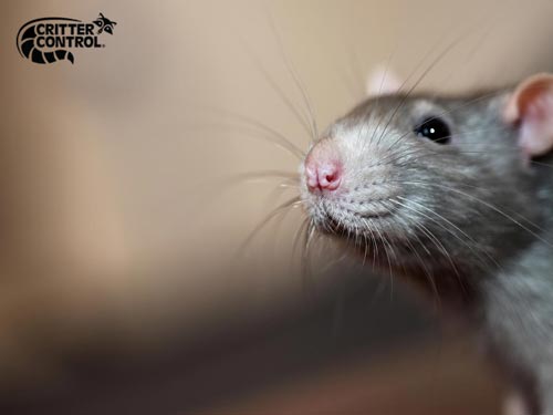 Can You Use Essential Oils for Repelling Rats?