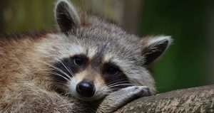 Close up photo of a raccoon