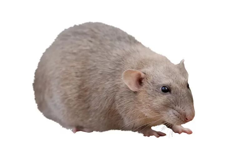 Rodent