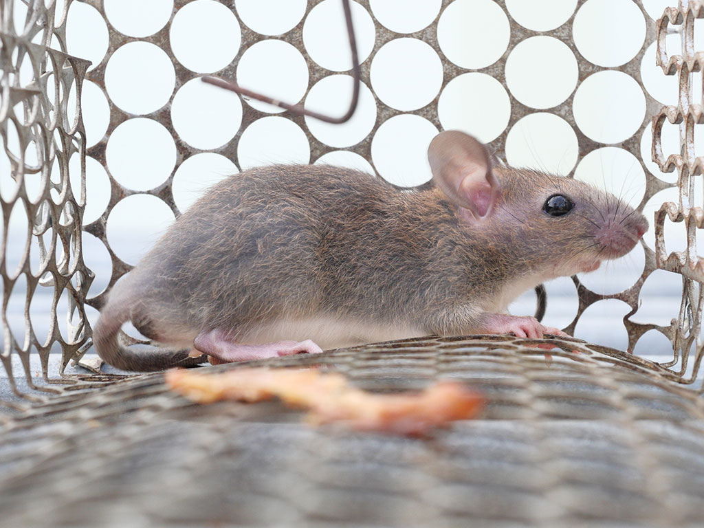 The Complete Guide to Rat Infestations: Signs, Risks, and Solutions