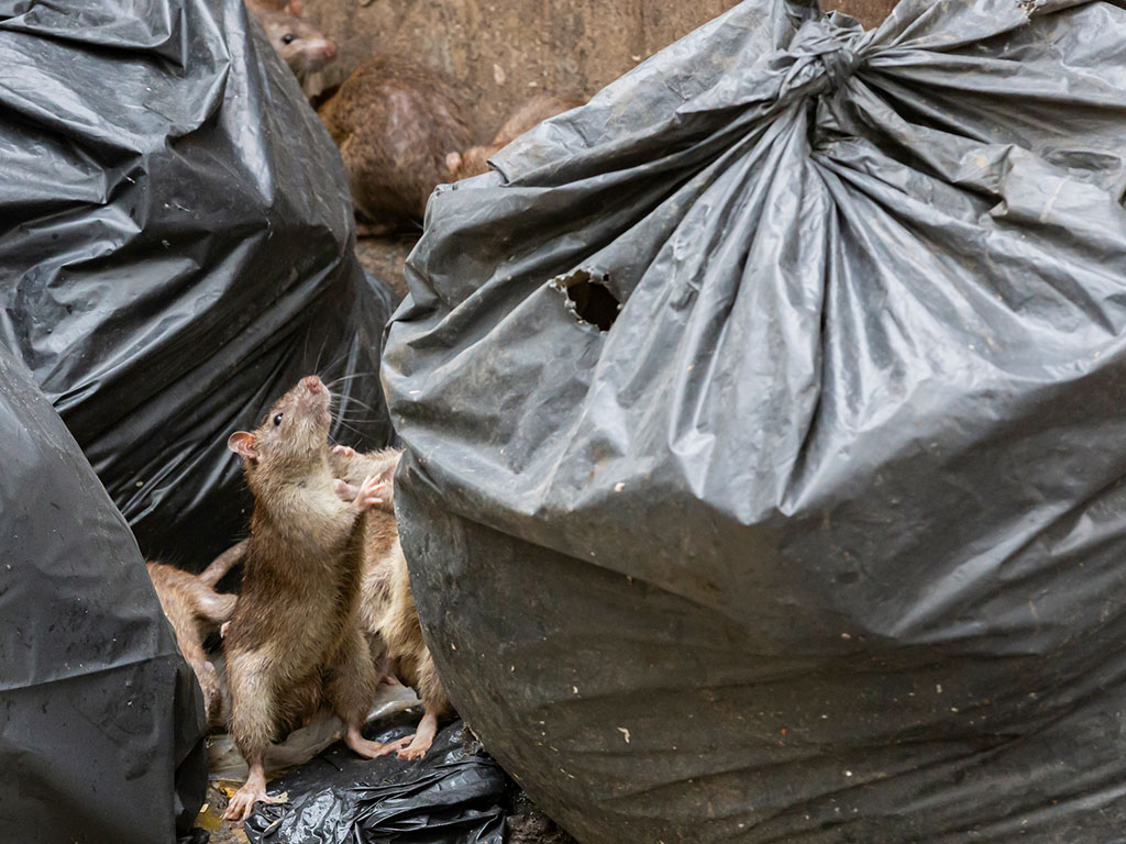 Eco-Friendly Approaches to Rat Control