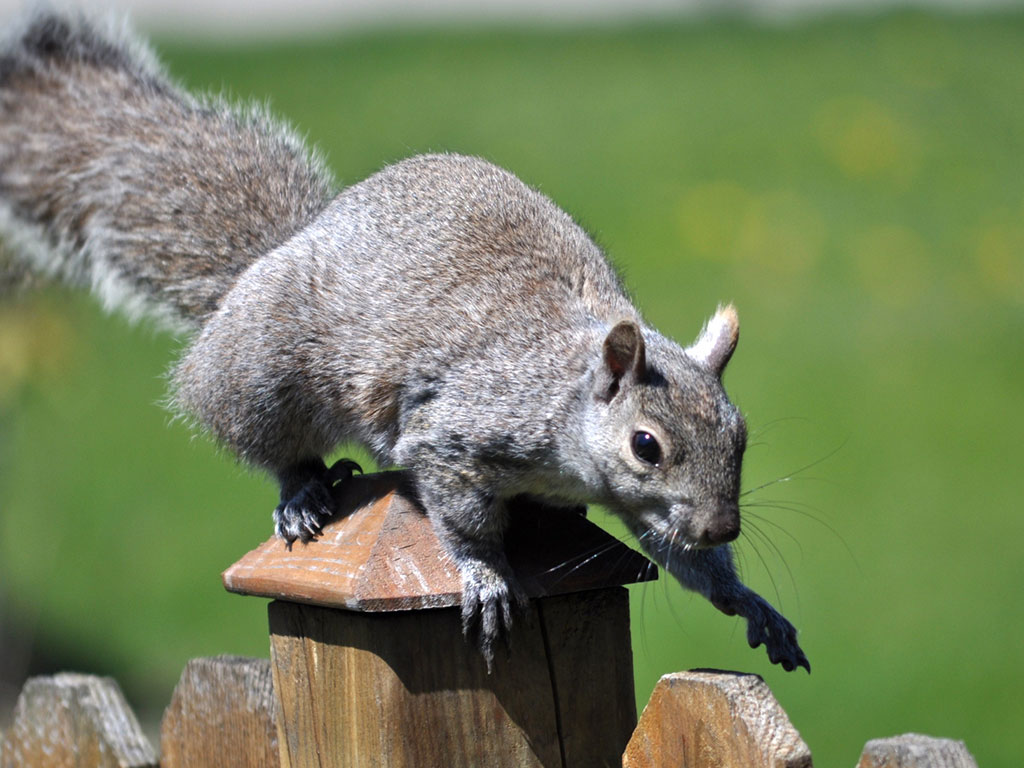 Emergency Squirrel Removal: What to Do When Squirrels Invade Your Property