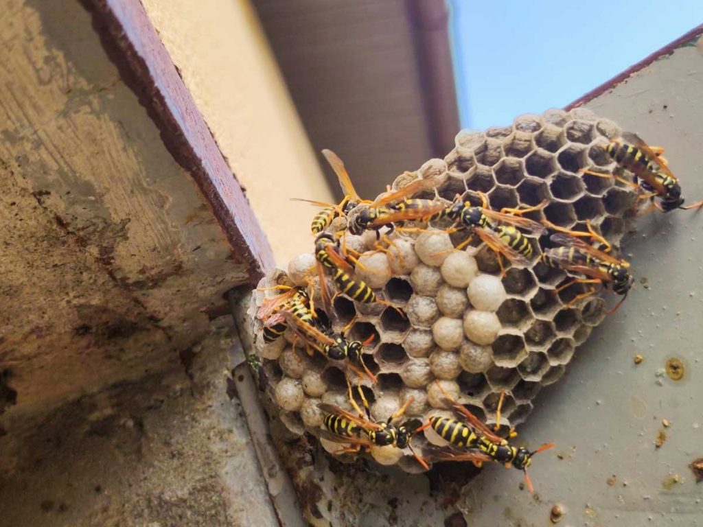 How Do I Get Rid Of Wasps Around My House?