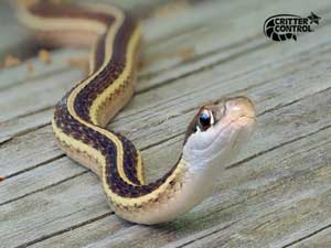How Much Does It Cost to Remove a Snake From Your House?