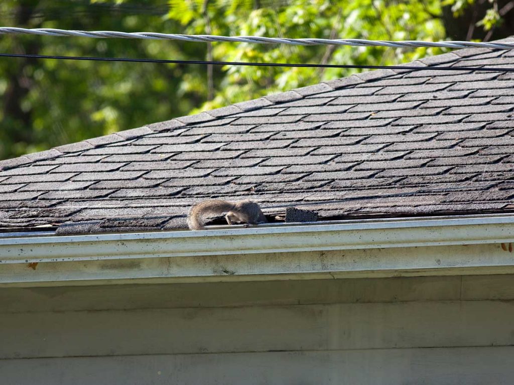 How Much Does It Cost To Remove Squirrels From Attic?