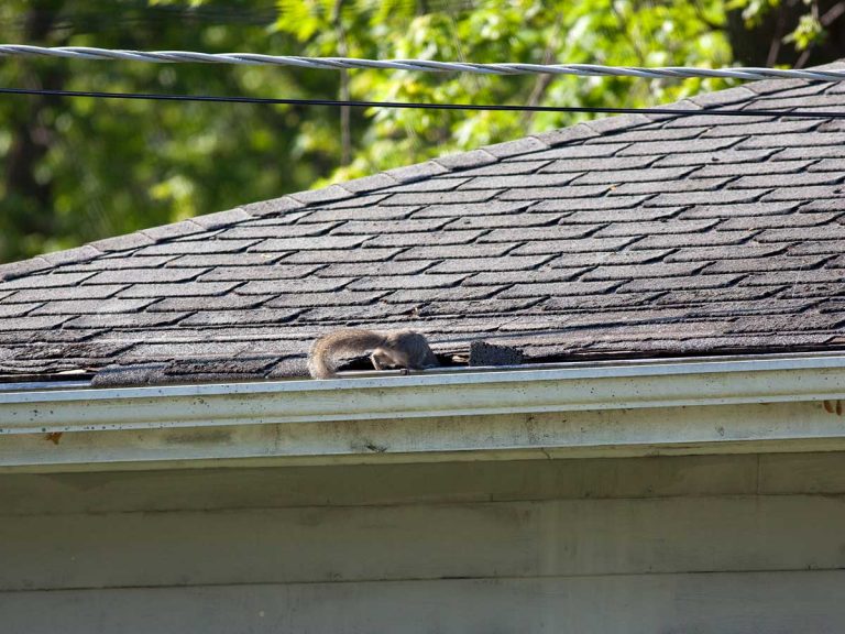 How Much Does It Cost To Remove Squirrels From Attic? | Critter Control ...
