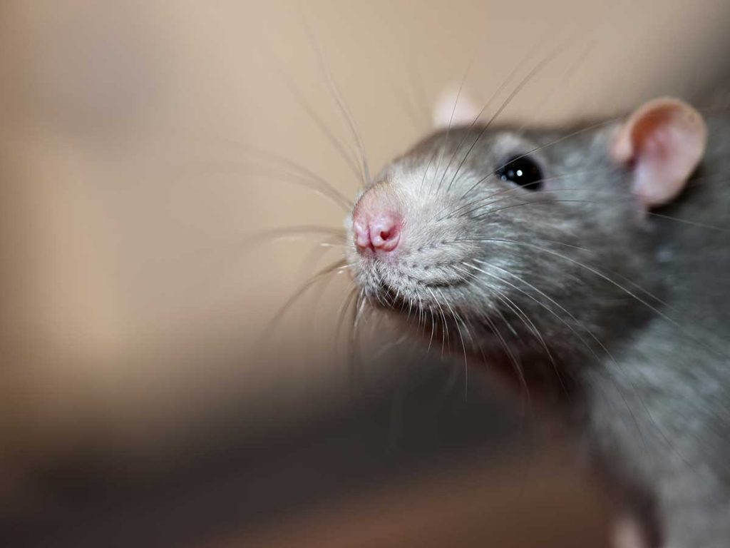 How Much Does Rat Extermination Cost?
