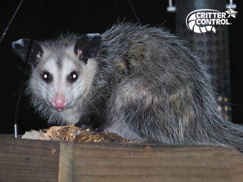 How to Get Rid of Opossums In Your House and Yard