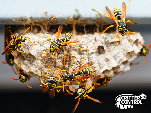 How to Get Rid of Wasps and Bees