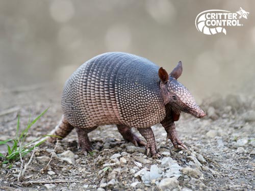 How to Repel Armadillos From Your Property