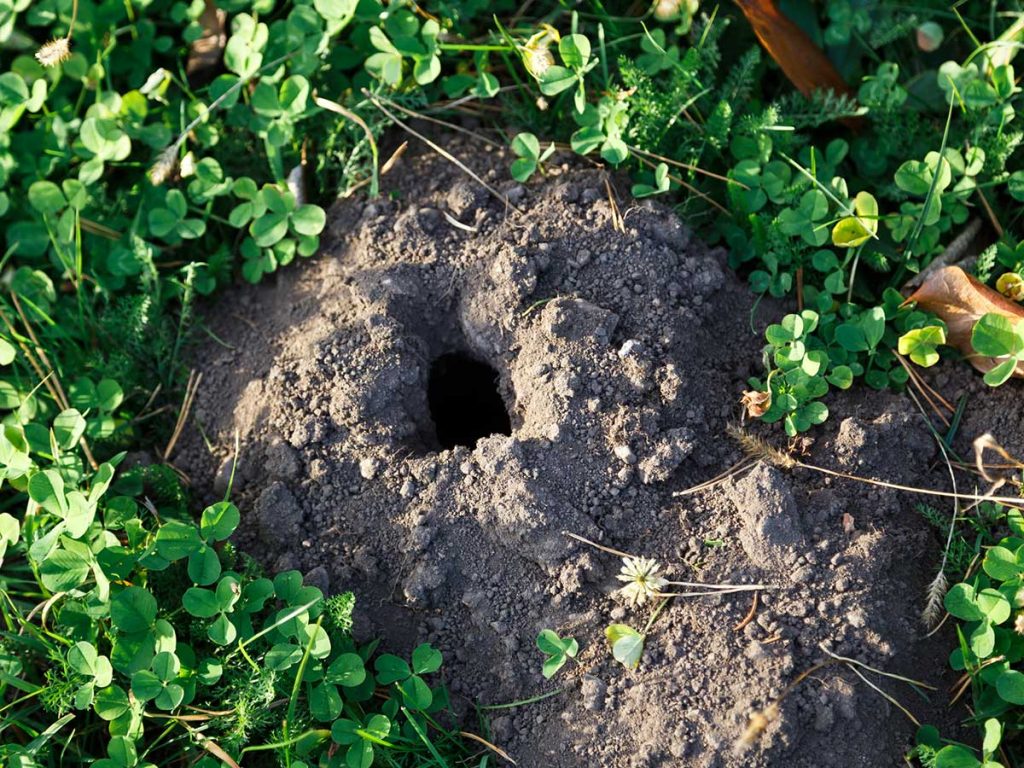 How to Identify Mole Damage in Your Lawn and Garden