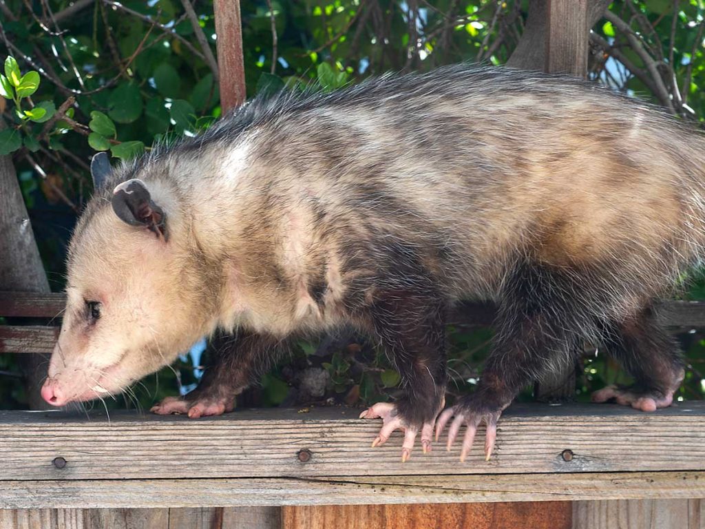 Natural Methods for Repelling Possums