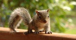 Photograph of a brown squirrel