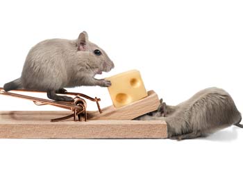 The Pros and Cons of Different Rodent Removal Methods
