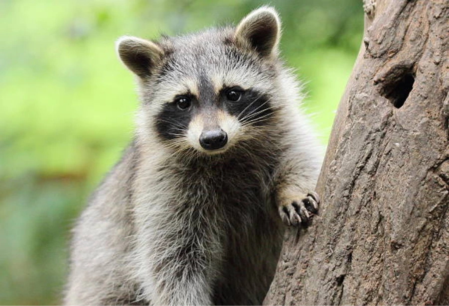 raccoon in attic lake county