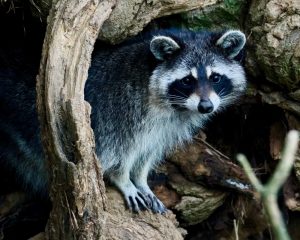 Critter Control Tavares | Animal Removal | Exterminator | Trapping | Repairs