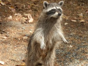 Raccoon Removal Clermont | Trapping | Control | Exterminator