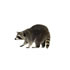 Raccoons