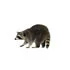 Raccoons