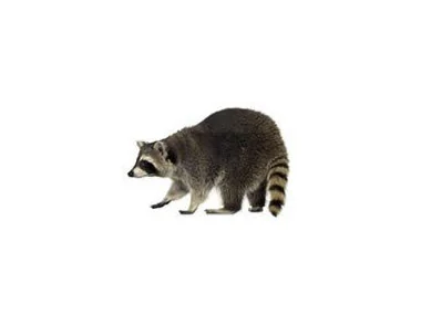 Raccoons