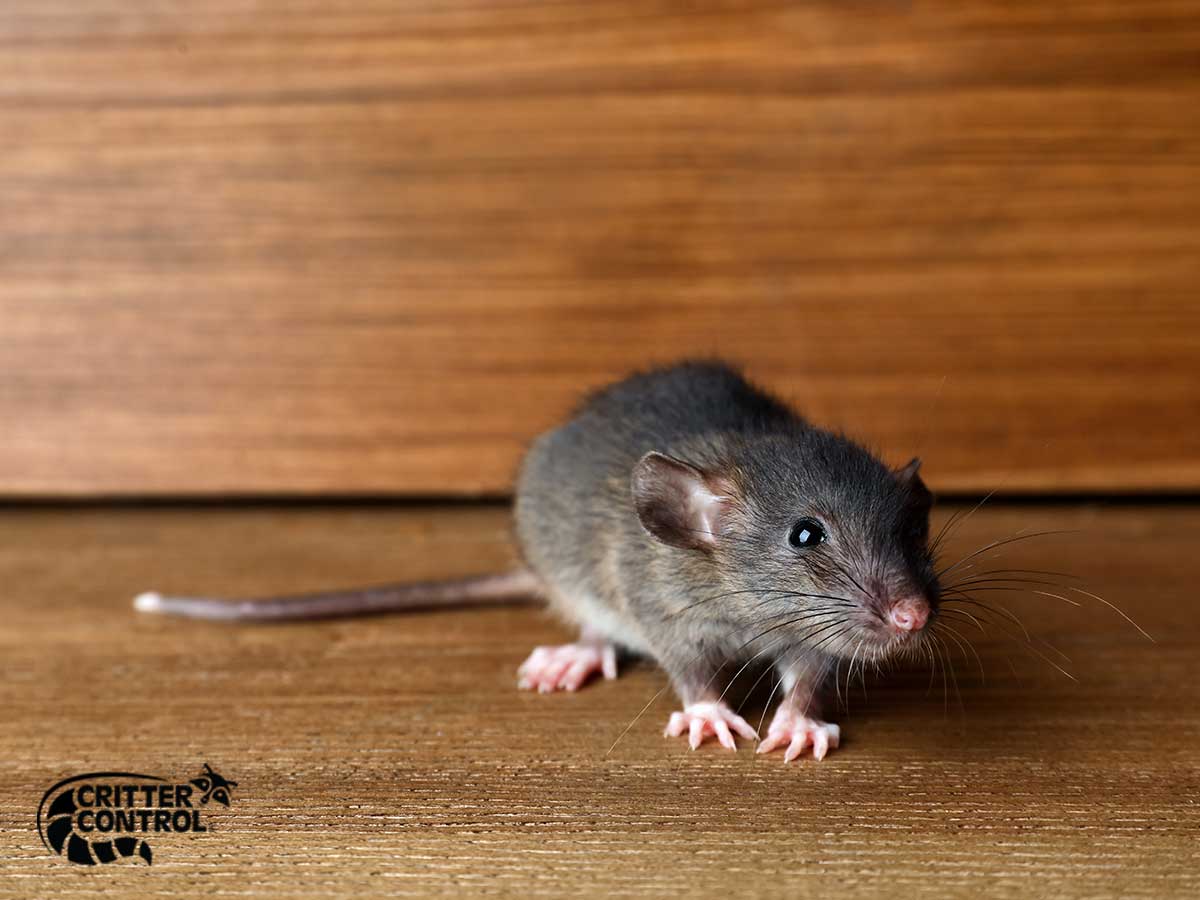 JS Pest Control - Mice and Rat Removal - Las Vegas NV