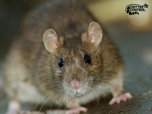 Rat Removal in Leesburg