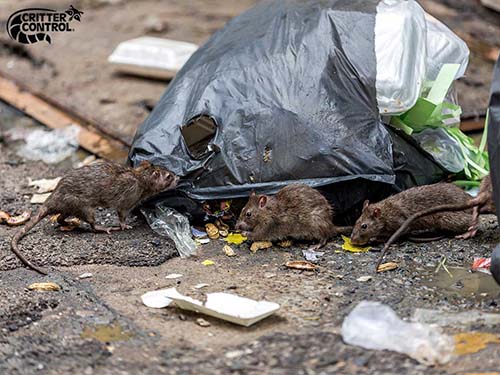 Rat Removal in Tavares