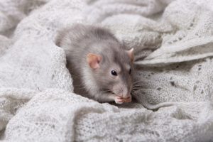 Rat sitting on clothing