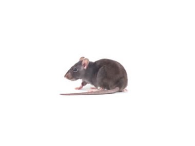 Rats