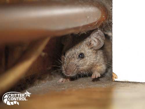 Rodent Removal in Mount Dora