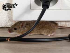 mice removal