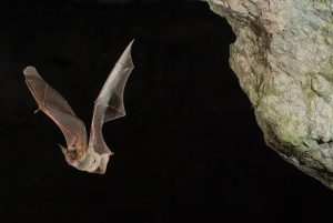 Bat Removal in Mount Dora