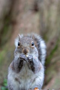 Squirrel Removal Mount Dora | Trapping | Control | Exterminator