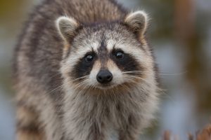 Raccoon Removal Clermont | Trapping | Control | Exterminator