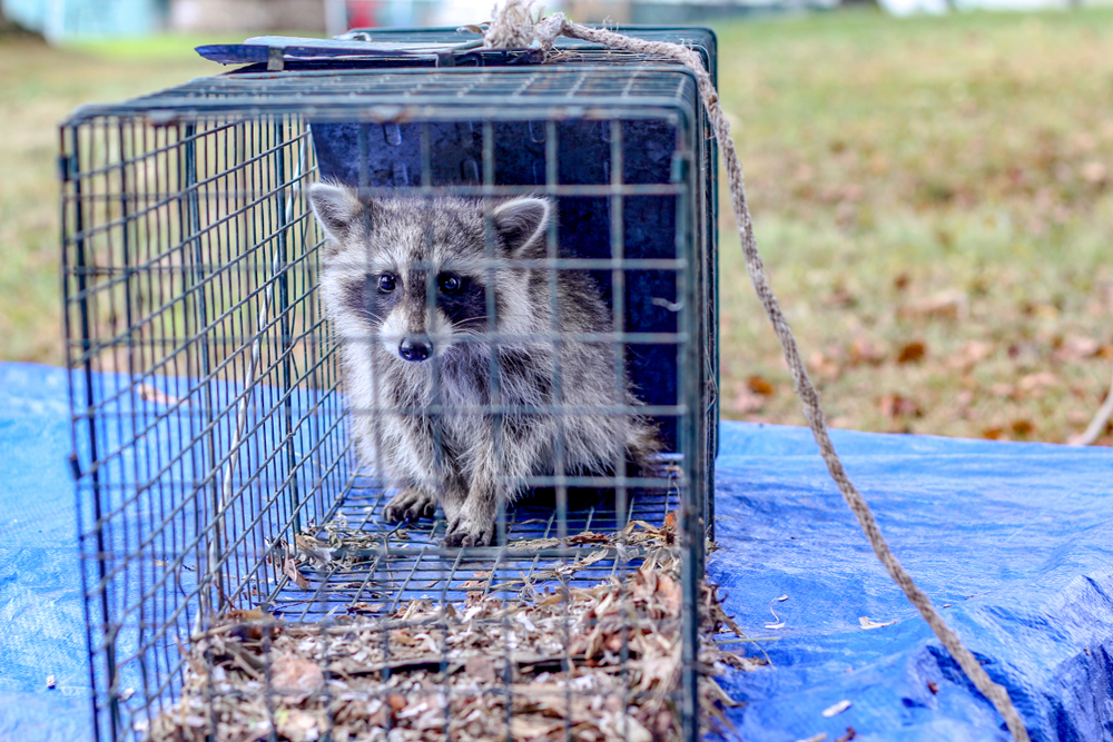 The Ultimate Guide to Trapping Wild Animals in Florida