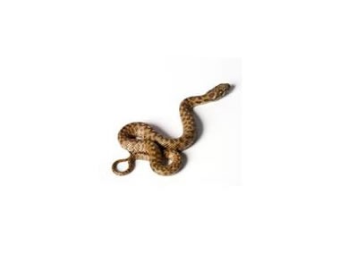 Snakes