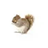 Squirrels 