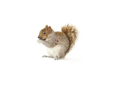 Squirrels
