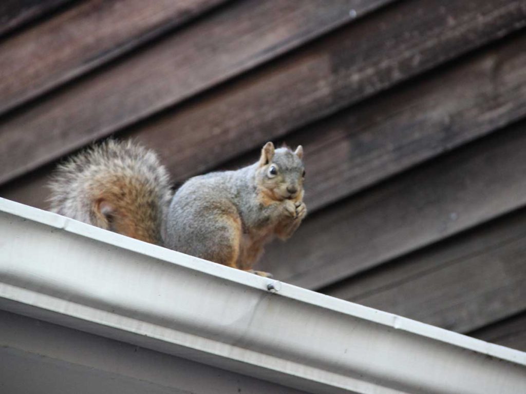 3 Tips On How to Get Rid of Squirrels Fast